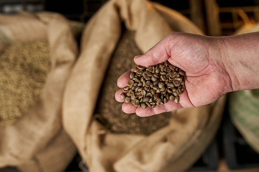 Hand mit grünen Rohkaffeebohnen über geöffneten Jutesäcken